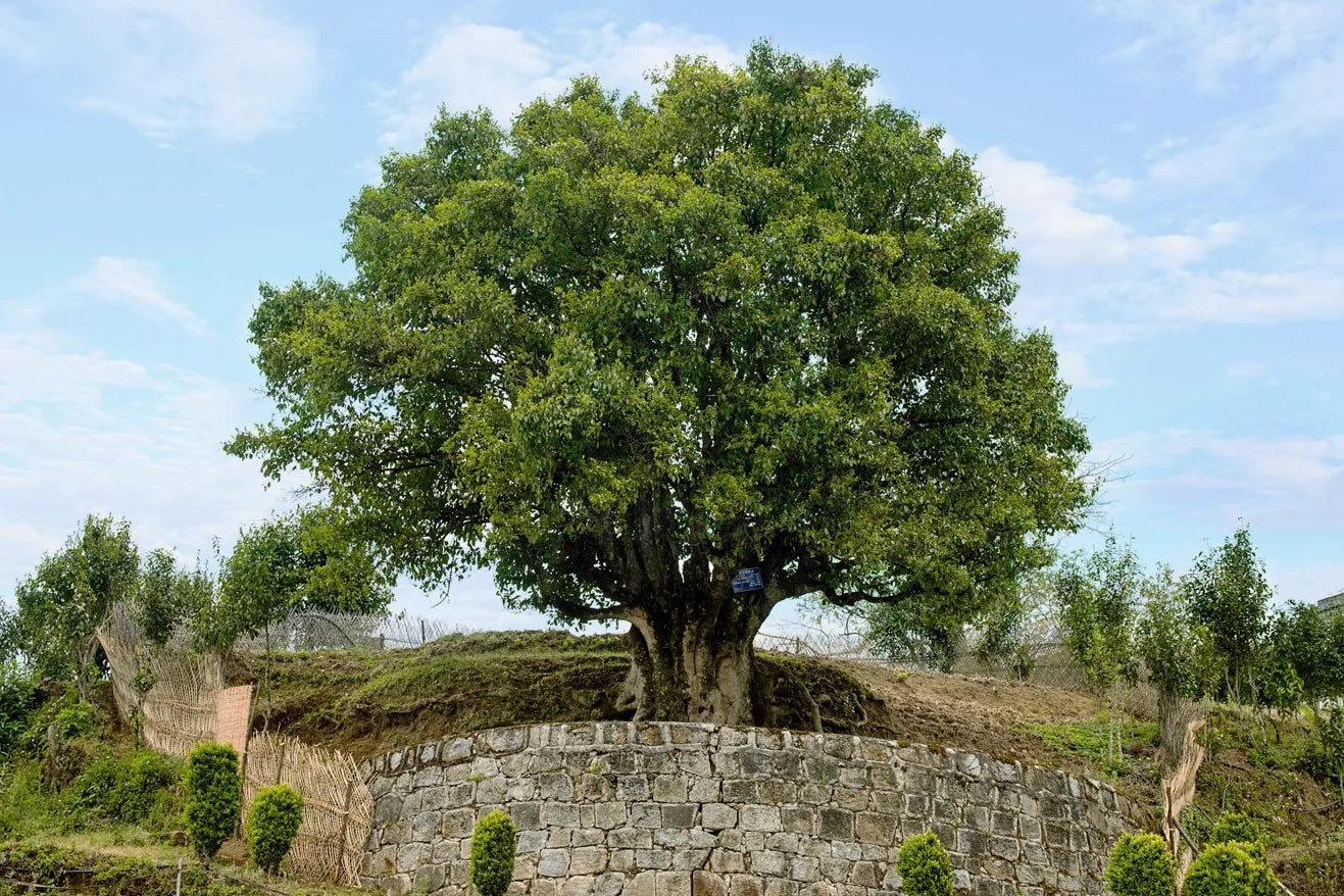 Ancient Tree Tea: What Gu Shu Actually Means – AO Tea