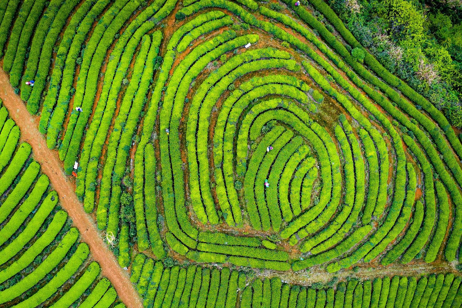 Aerial drone shot of a terraced Chinese black tea plantation in concentric curved rows like a fingerprint