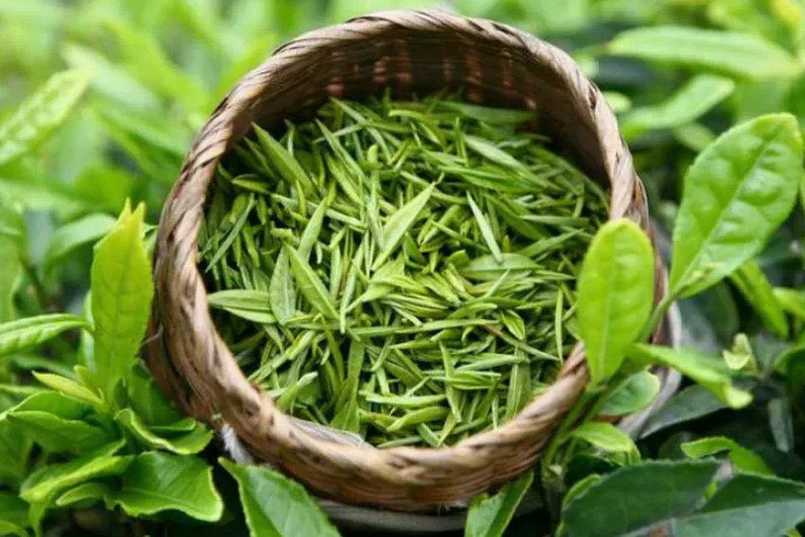 Bright green Longjing tea buds in a woven bamboo basket nestled among lush tea bushes