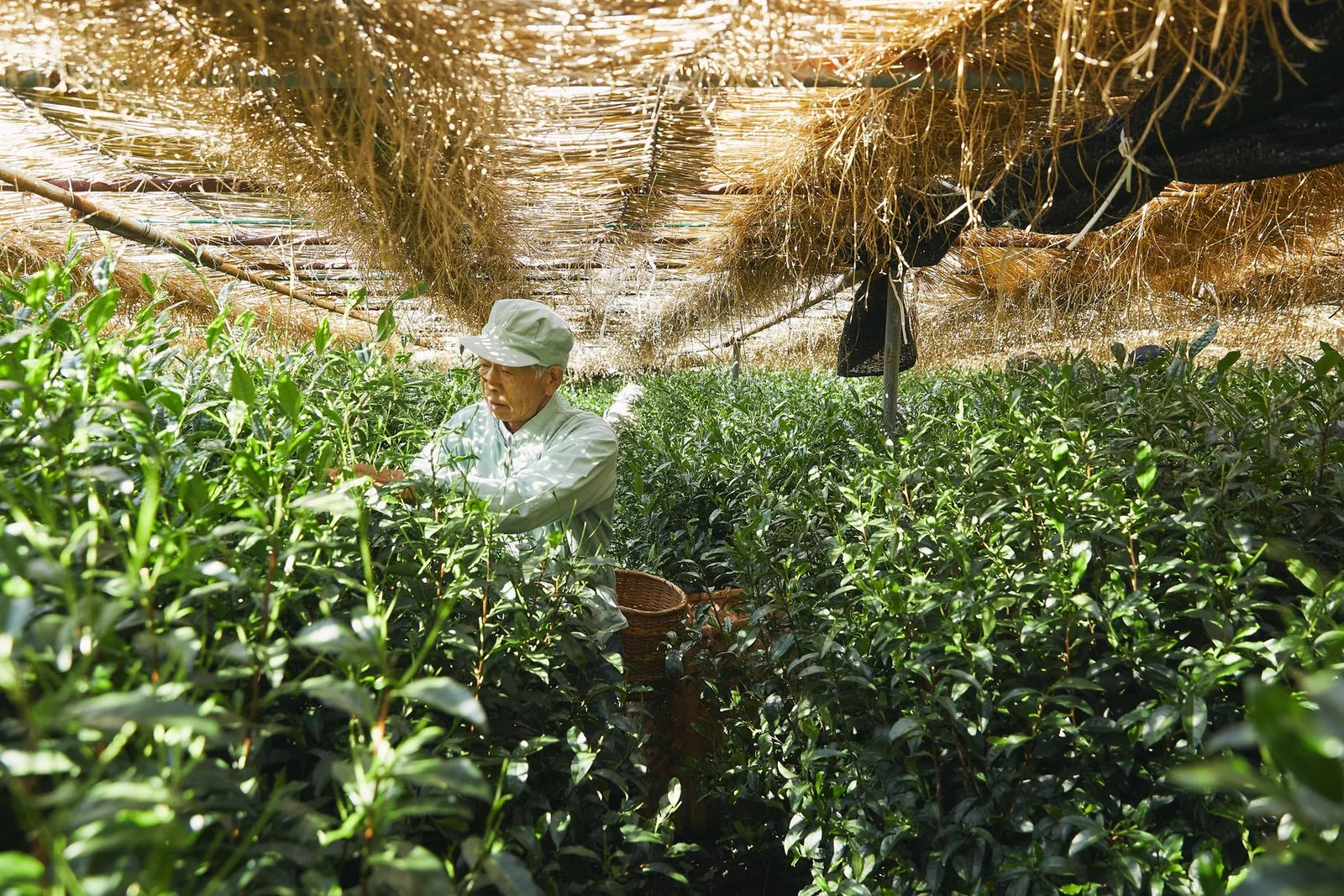Worker hand-plucking gyokuro tea leaves under traditional straw-mat shading during harvest