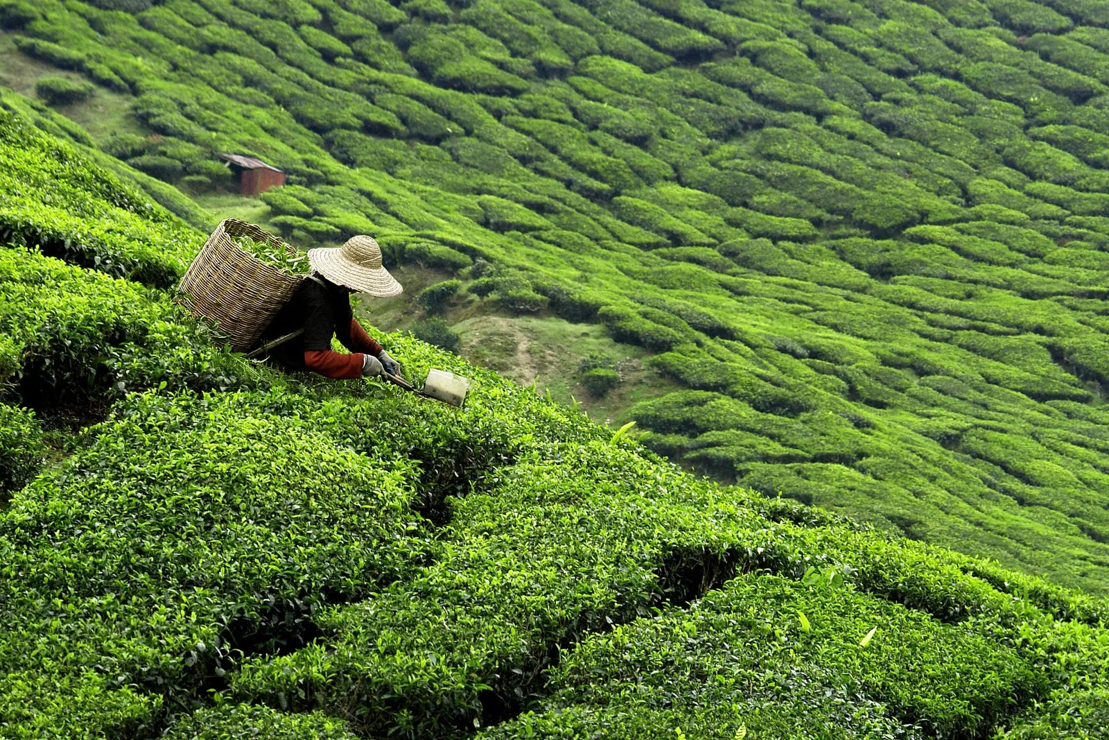 High Mountain Tea: What Elevation Actually Does to Leaves  AO Tea