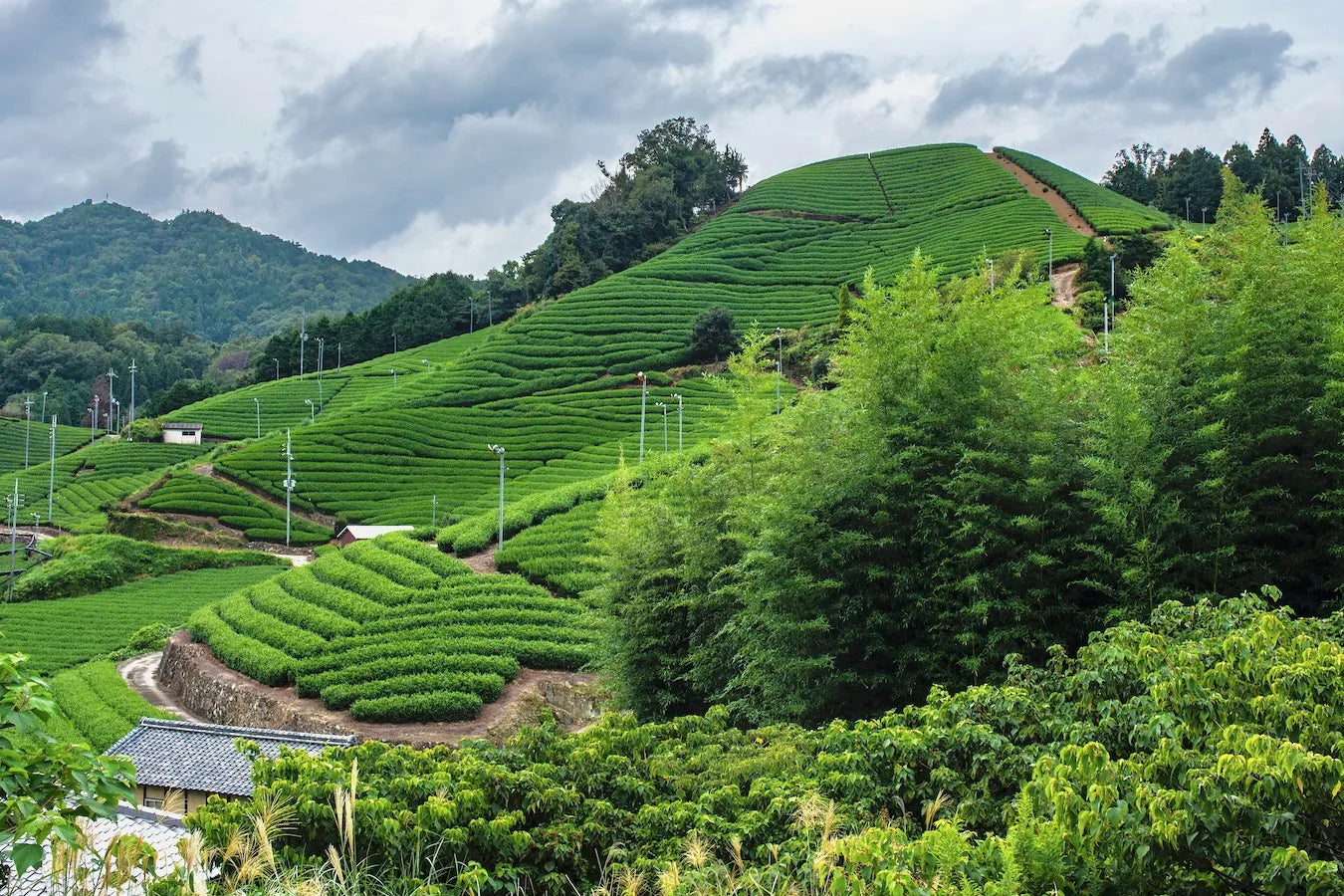 Lush terraced tea fields of Kyoto bordered by bamboo forest with a traditional Japanese rooftop