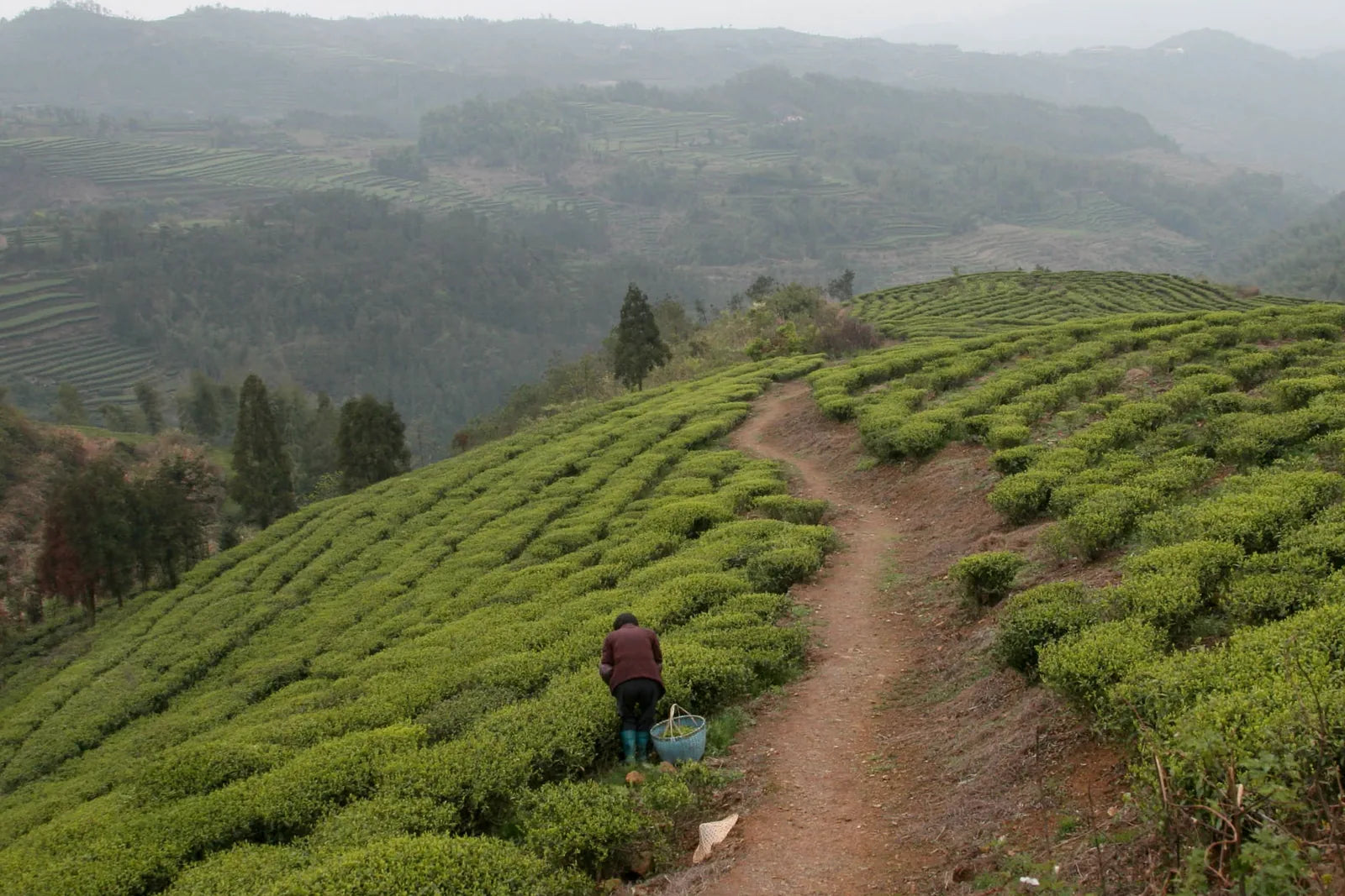 Misty Fuding Fujian valley with low cloud, terraced white tea fields and scattered village houses