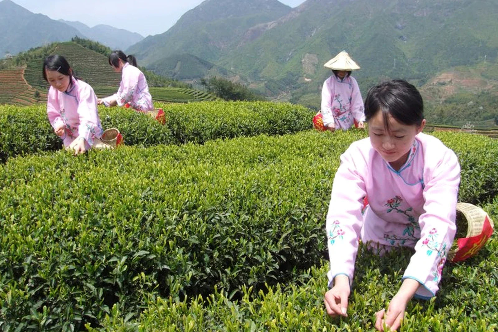 Asian women pickers in pink floral jackets and straw hats harvesting tea on terraced mountain plantation