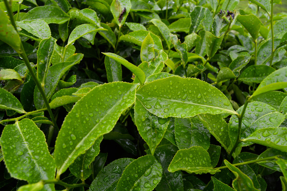 Types of Tea: White, Green, Oolong, Black, Pu-erh Guide – AO Tea
