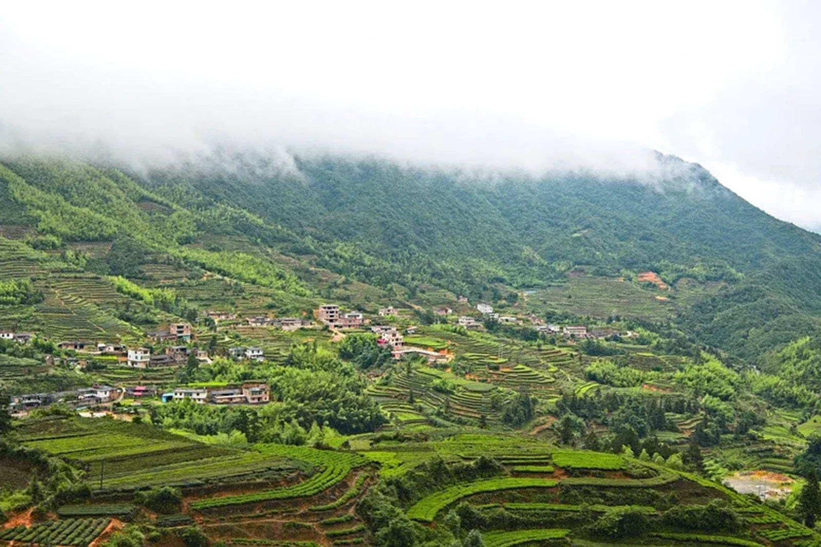 Rolling green Anxi tea fields in Fujian with a lone worker crouched picking among misty distant mountains